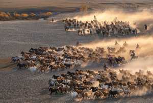 Golden Dragon Photo Award - Qinghui Liu (China) - Return From Herding