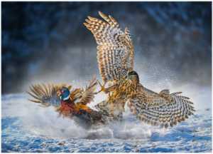 Winner Image
