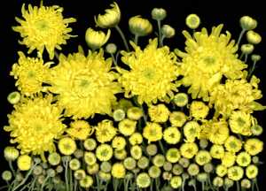 Yellow Chrysanthemum 350