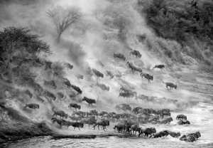 Golden Dragon Photo Award - Ka Yi Winnie Tse (Hong Kong) - Wildebeest Crossing