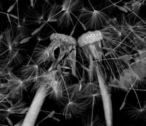 Dendelion Seeds 921