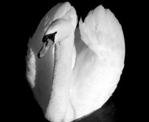 Acceptance Image
